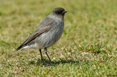 DORMILONA CARA NEGRA (Muscisaxicola macloviana) - Faro de Punta Carretas - MONTEVIDEO (Agosto 2021)